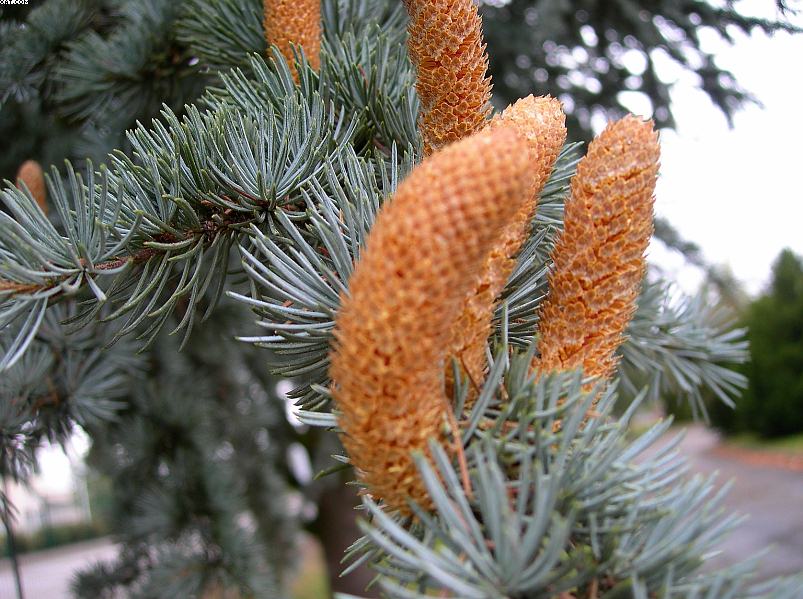 Cedrus atlantica / Cedro dell'' Atlante